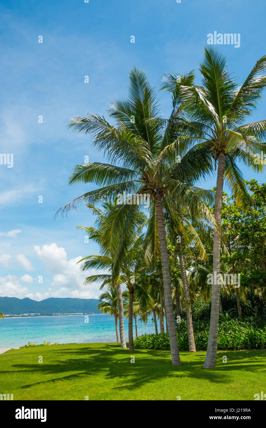 Coconut palm tree with Beautiful Tropical beach and sea Stock Photo - Alamy