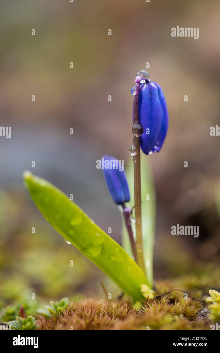 Macro image of Scilla flower with raindrops Stock Photo