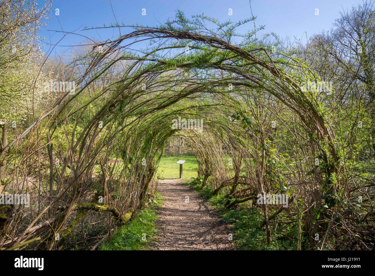 Willow tunnel at Lymefield, Broadbottom, Tameside, Greater Manchester
