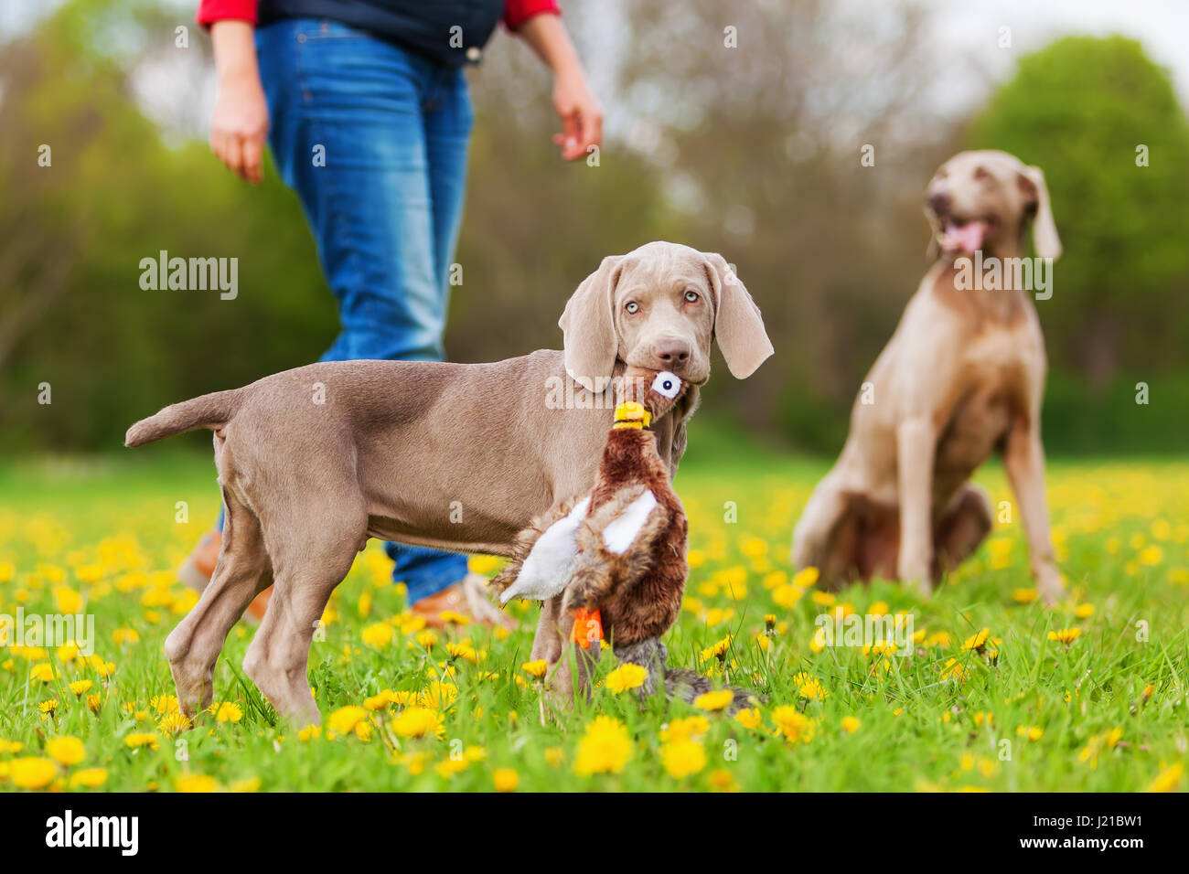 Weimaraner puppy with a pheasant plushie in the snout Stock Photo