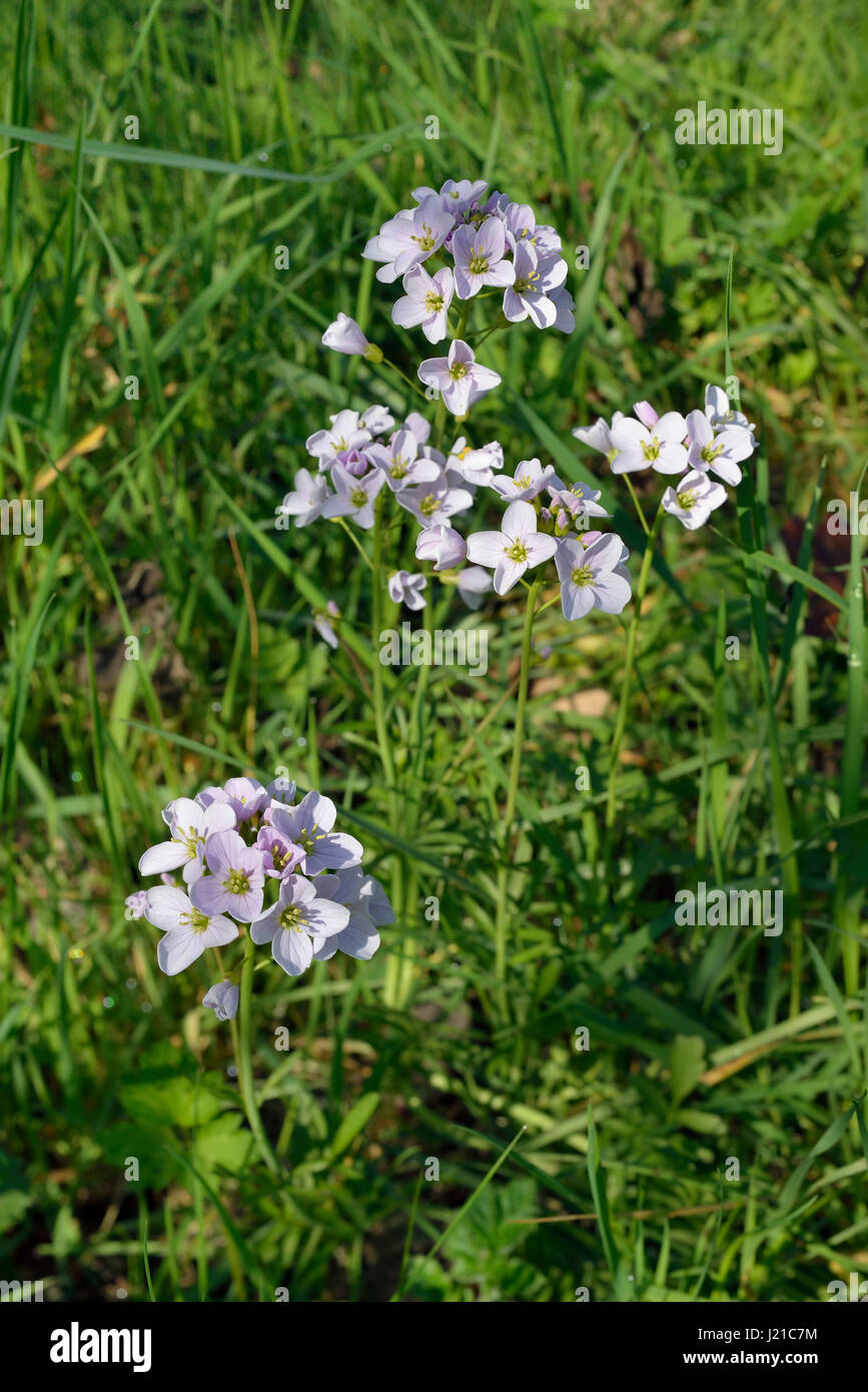 Cuckoo Flower or Lady's Smock - Cardamine pratensis in Spring Grass Stock Photo