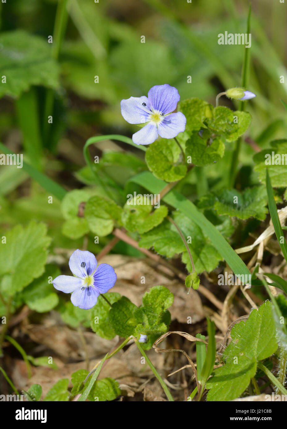 Common Field Speedwell Veronica persica Common Weed of Cultivation