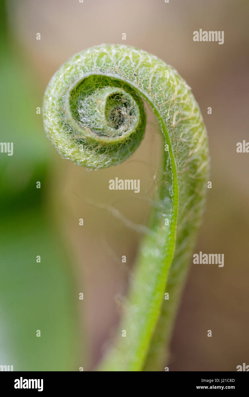 Hartstongue Fern - Asplenium scolopendrium  New Coiled Frond Stock Photo