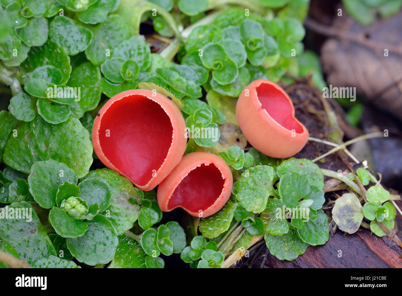 Scarlet Elf Cup Fungi - Sarcoscypha coccinea Stock Photo
