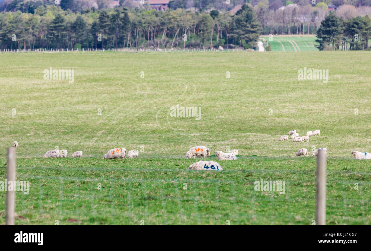 a group of sheep with numbers painted on them sitting in a field in England, UK Stock Photo