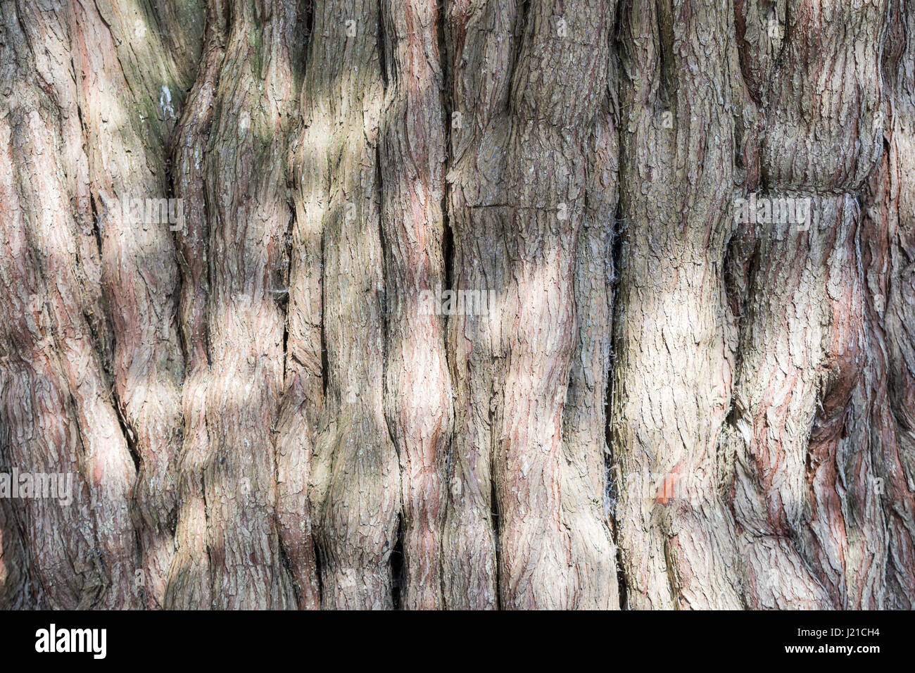 detail of a large tree trunk in Bath England, UK Stock Photo