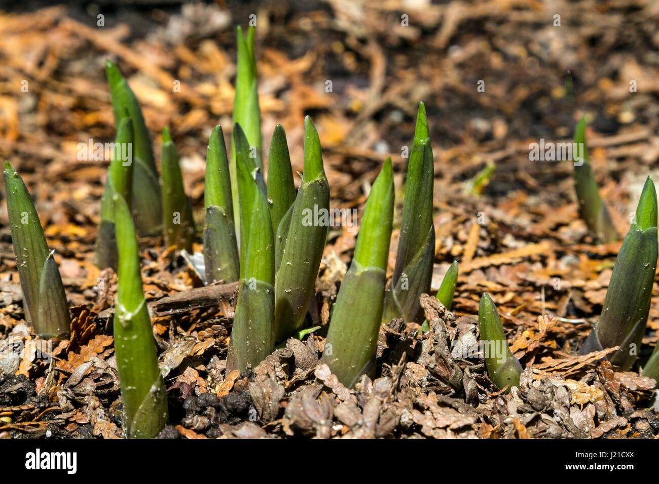 A Hostas plant pushing up through the ground in spring. Stock Photo