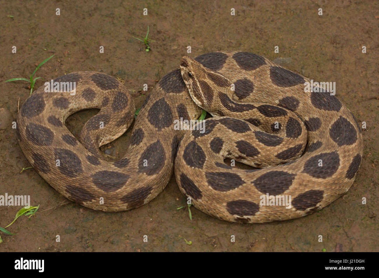 Russell's viper , Daboia russelii , Aarey Milk Colony , INDIA. Russell's  viper is a species of venomous snake in the family Viperidae. It is  distribut Stock Photo - Alamy