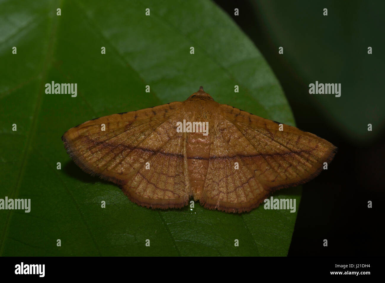 Moth , Unidentified , Aarey Milk Colony , INDIA. The moths are among the most widely studied lepidopterans in the world. Ranging from as small as a fe Stock Photo
