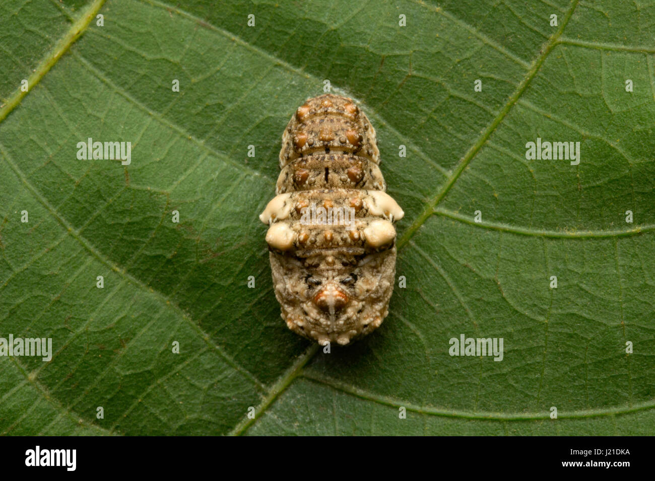 Moth cocoon , Aarey Milk Colony , INDIA. Insects have specialized predators at every stage in their life cycle, hence the strategies of defense also v Stock Photo