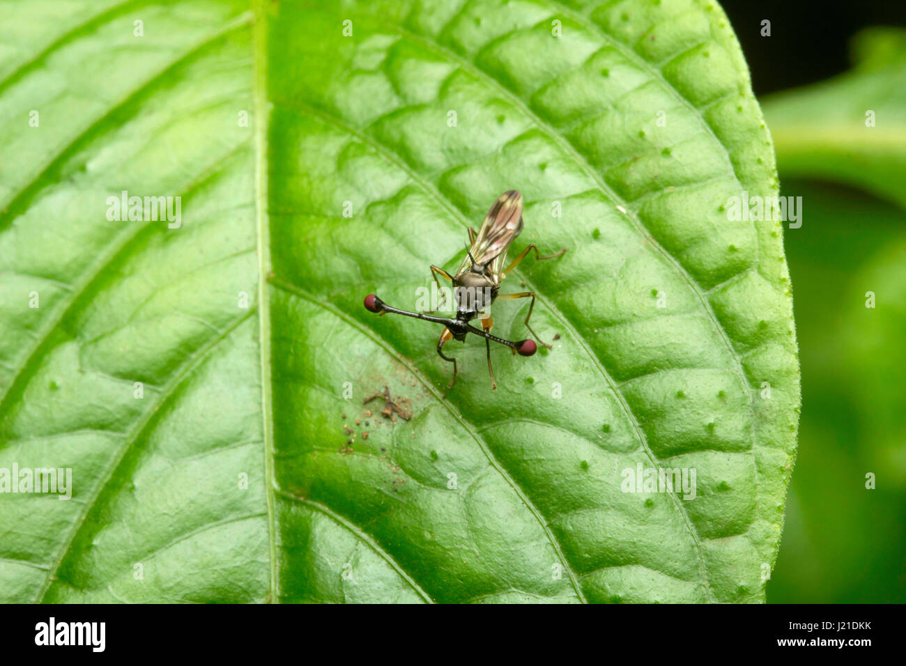 Stalk-eyed fly, Aarey Milk Colony , INDIA. The stalk-eyed flies are flies belonging to family Diopsidae. They are distinguished from other flies by pr Stock Photo