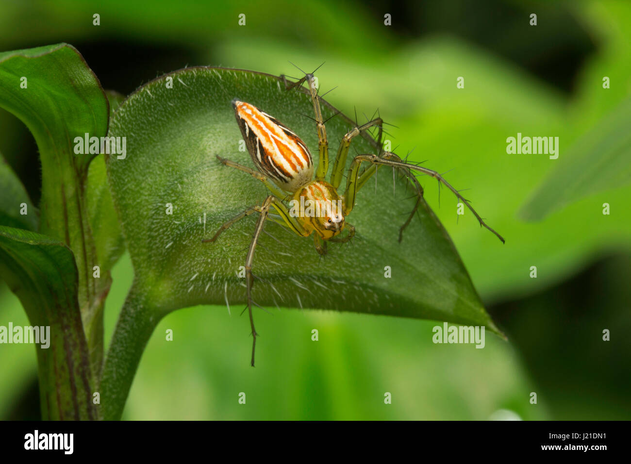 Lynx spider, Aarey Milk Colony , INDIA. Lynx spiders are one of the