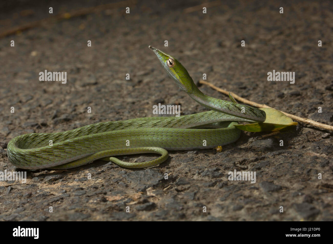 Green vine snake , Ahaetulla nasuta , Aarey Milk Colony , INDIA. The green vine snake is diurnal and mildly venomous. The reptile normally feeds on fr Stock Photo