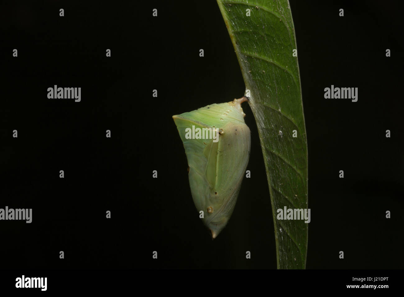 Butterfly pupa, Common baron , Aarey Milk Colony , INDIA. Euthalia aconthea, the Common Baron is a nymphalid butterfly. The pupa are green with interm Stock Photo