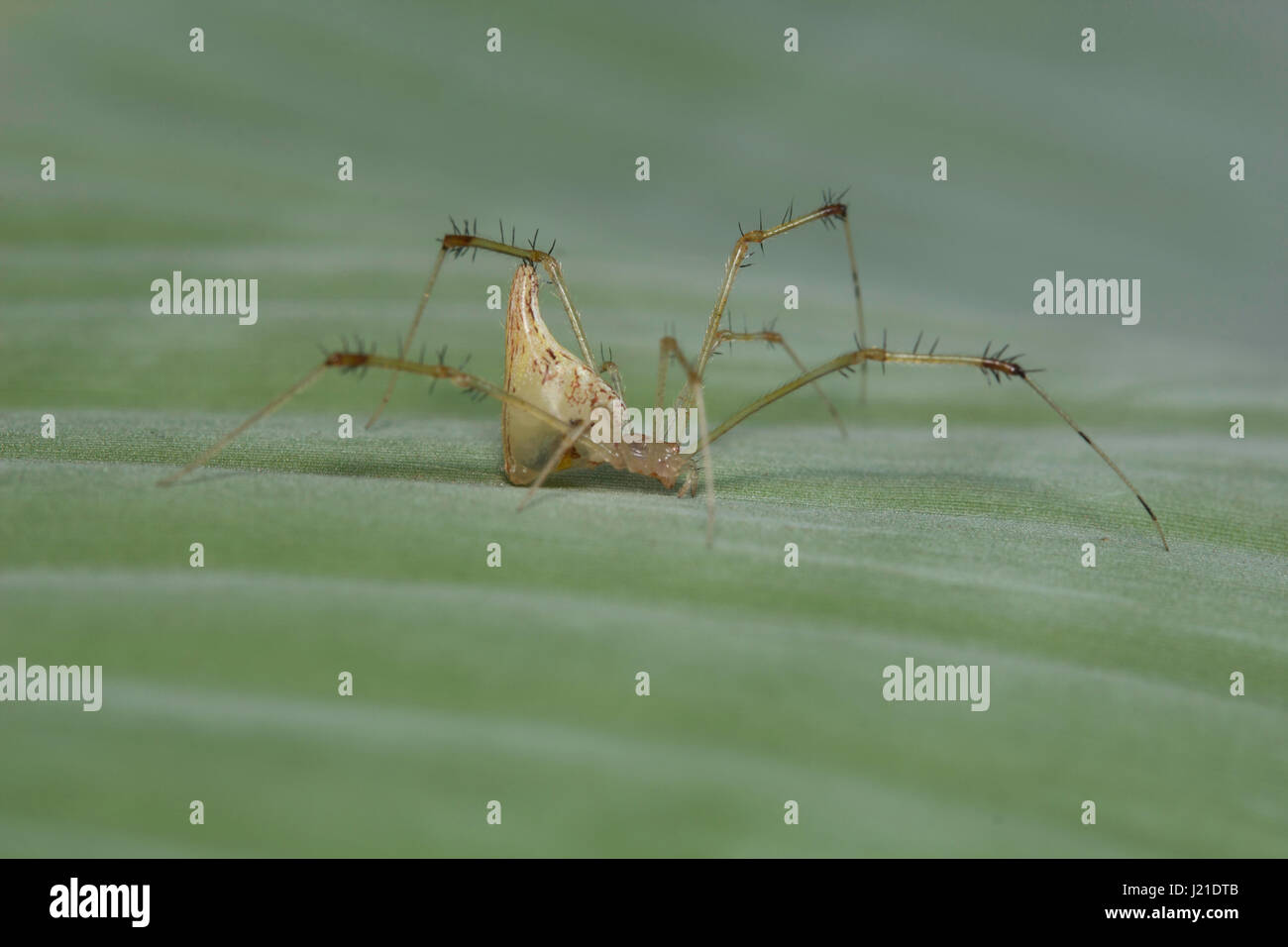 Spider , Aarey Milk Colony , INDIA. Stock Photo