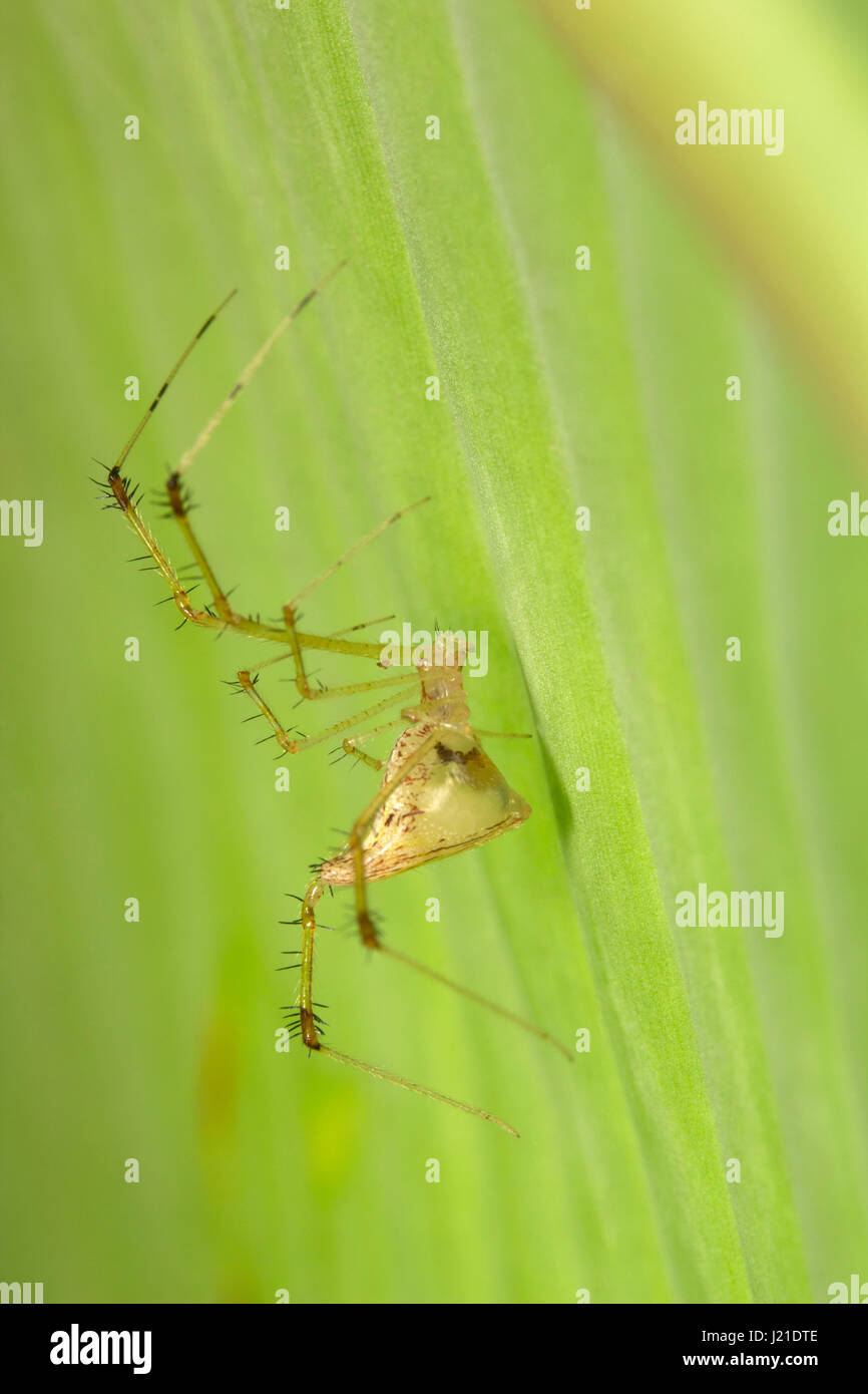 Spider , Aarey Milk Colony , INDIA. Stock Photo