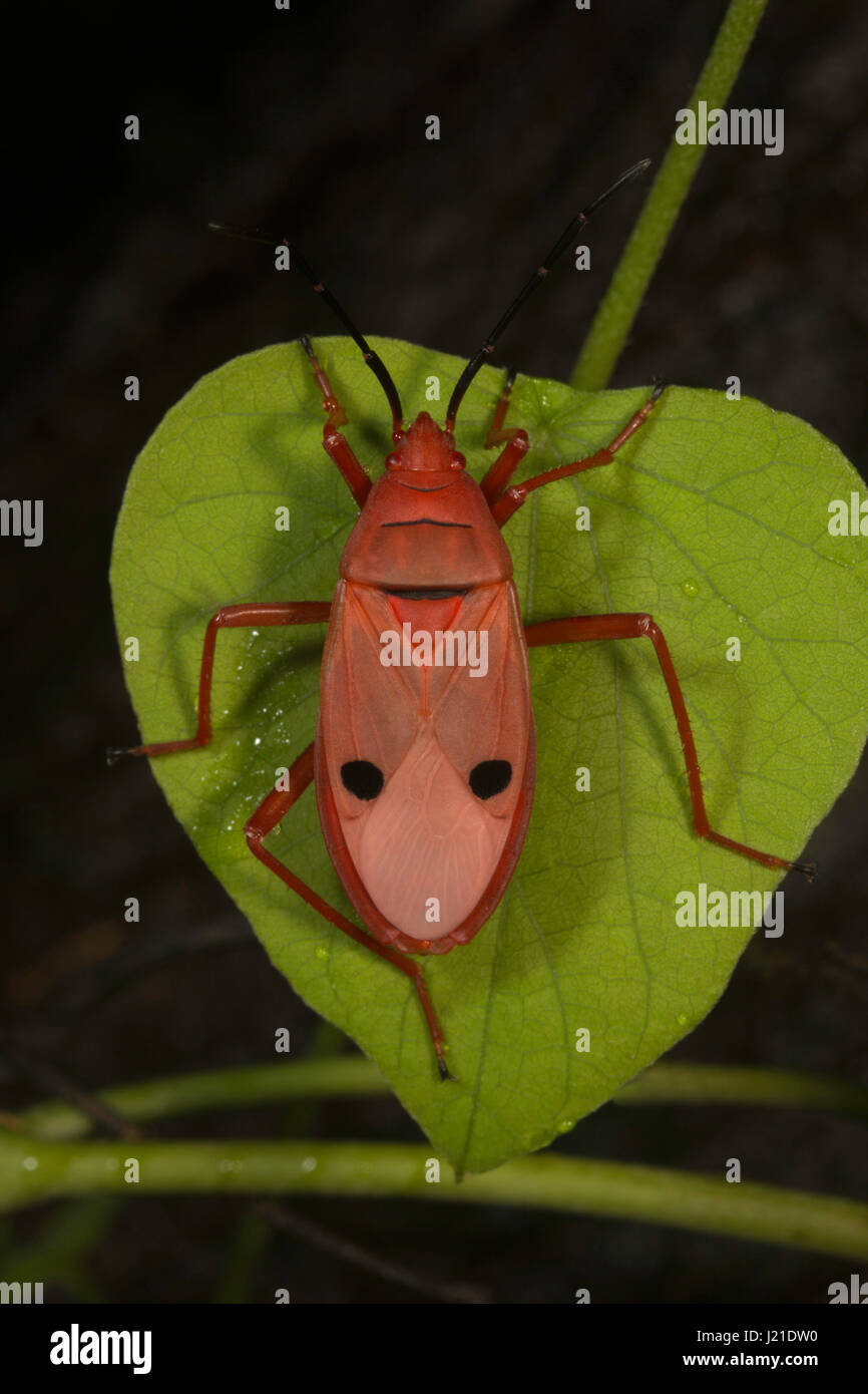 Red silk cotton bug, Pyrrhocoridae , Aarey Milk Colony , INDIA. Many are red coloured and are known as red bugs and some species are called cotton sta Stock Photo