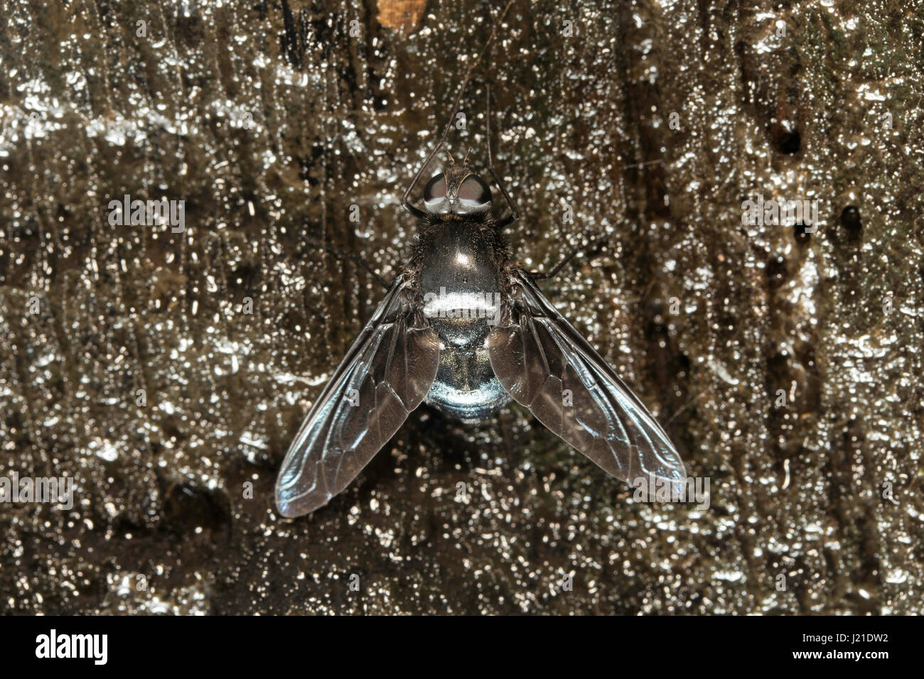 Fly Unidentified rey Milk Colony India Flies Belong To Their Stock Photo Alamy Fly Unidentified rey Milk Colony India Flies Belong To Their Stock Photo Alamy