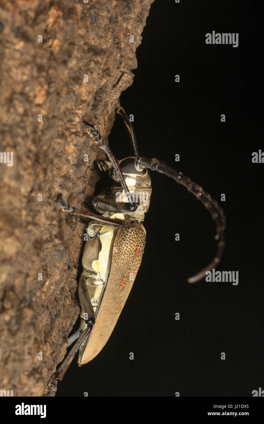 Longhorn beetle, Cerambycidae , Aarey Milk Colony , INDIA. The longhorn beetles are a cosmopolitan family of beetles, typically characterized by extre Stock Photo