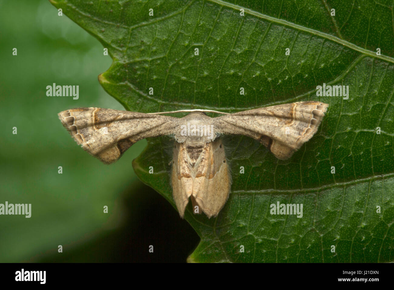 Moth , Aarey Milk Colony , INDIA. The moths are among the most widely studied lepidopterans in the world. Ranging from as small as a few millimeters t Stock Photo