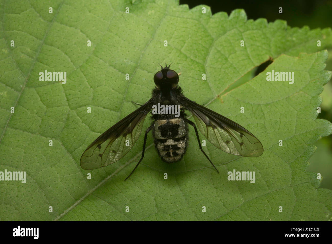 Fly , Unidentified , Aarey Milk Colony , INDIA. Flies belong to their