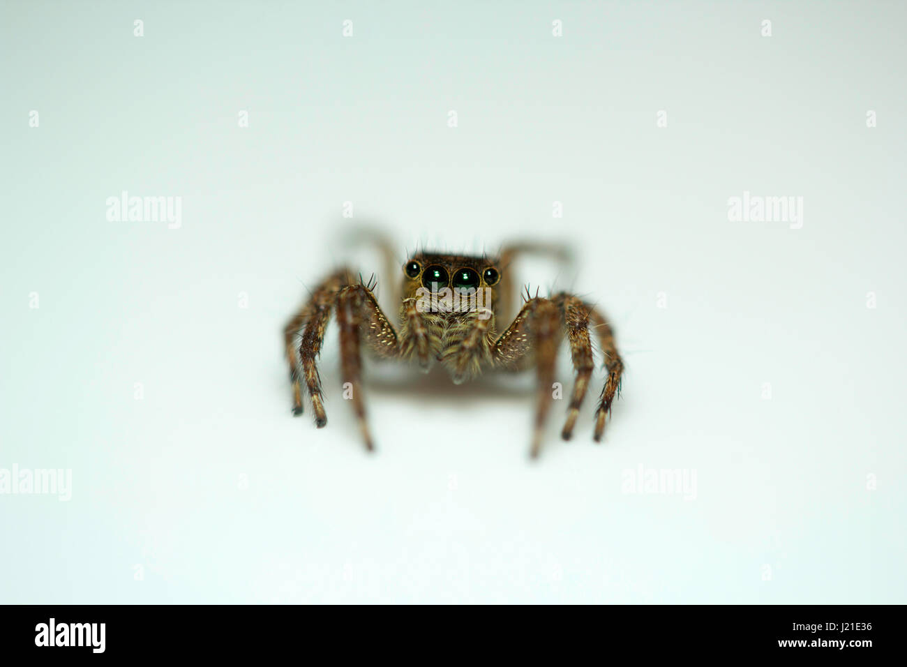 Jumping spider , Salticidae , Bangalore , INDIA. The jumping spider