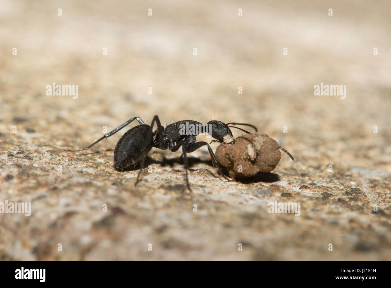 Ant, Aarey Milk Colony , INDIA. Stock Photo