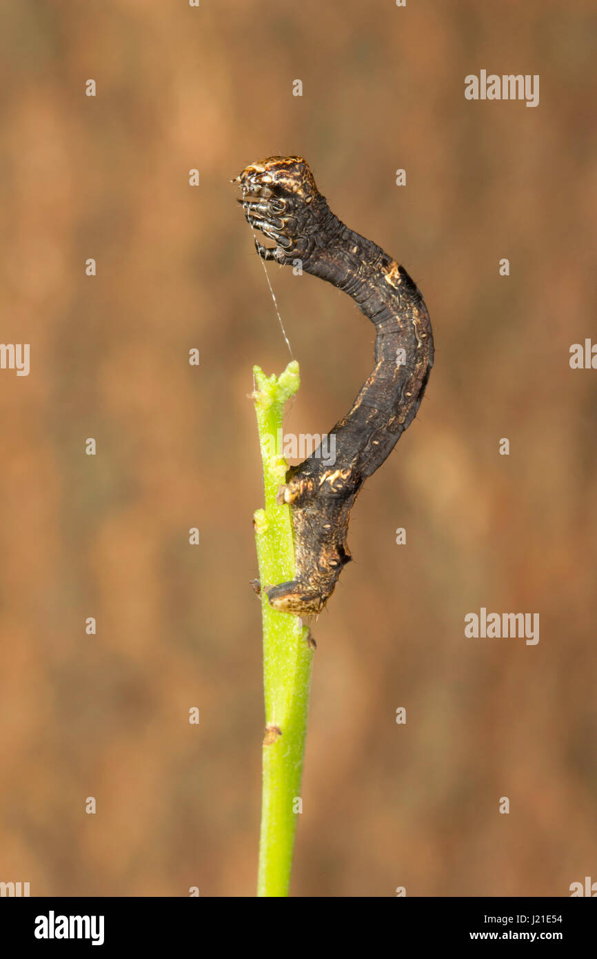 Looper Moth caterpillar , Aarey Milk Colony , INDIA. The looper moths predominantly fall under superfamily Geometroidea. The moths acquire their name  Stock Photo