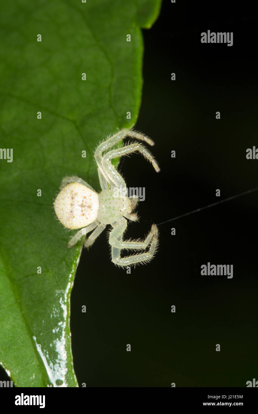 Crab spider , Thomisidae , Aarey Milk Colony , INDIA Stock Photo Alamy