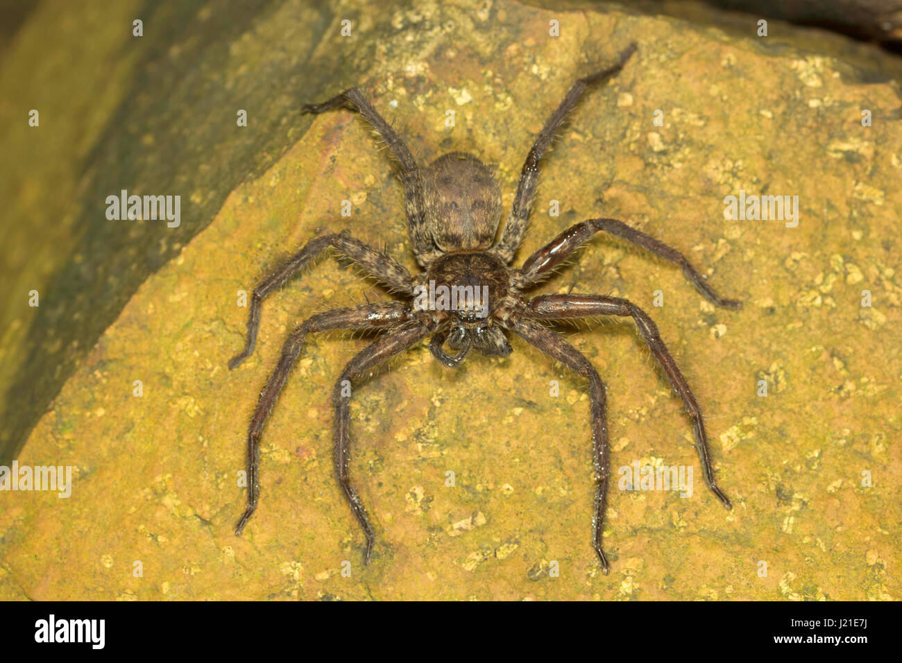 корейский паук охотник