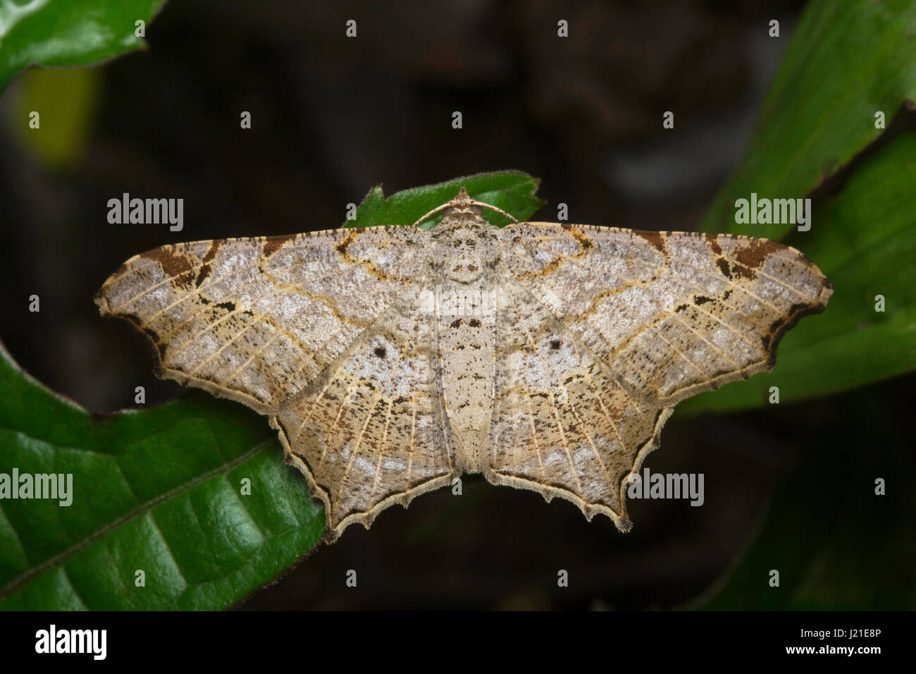 Moth , Aarey Milk Colony , INDIA. The moths are among the most widely studied lepidopterans in the world. Ranging from as small as a few millimeters t Stock Photo