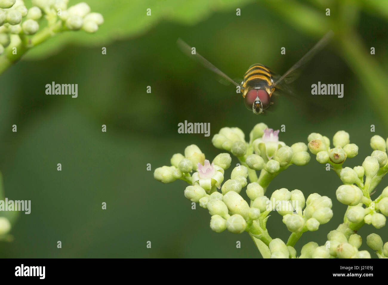 Fly , Unidentified , Aarey Milk Colony , INDIA. Flies belong to their