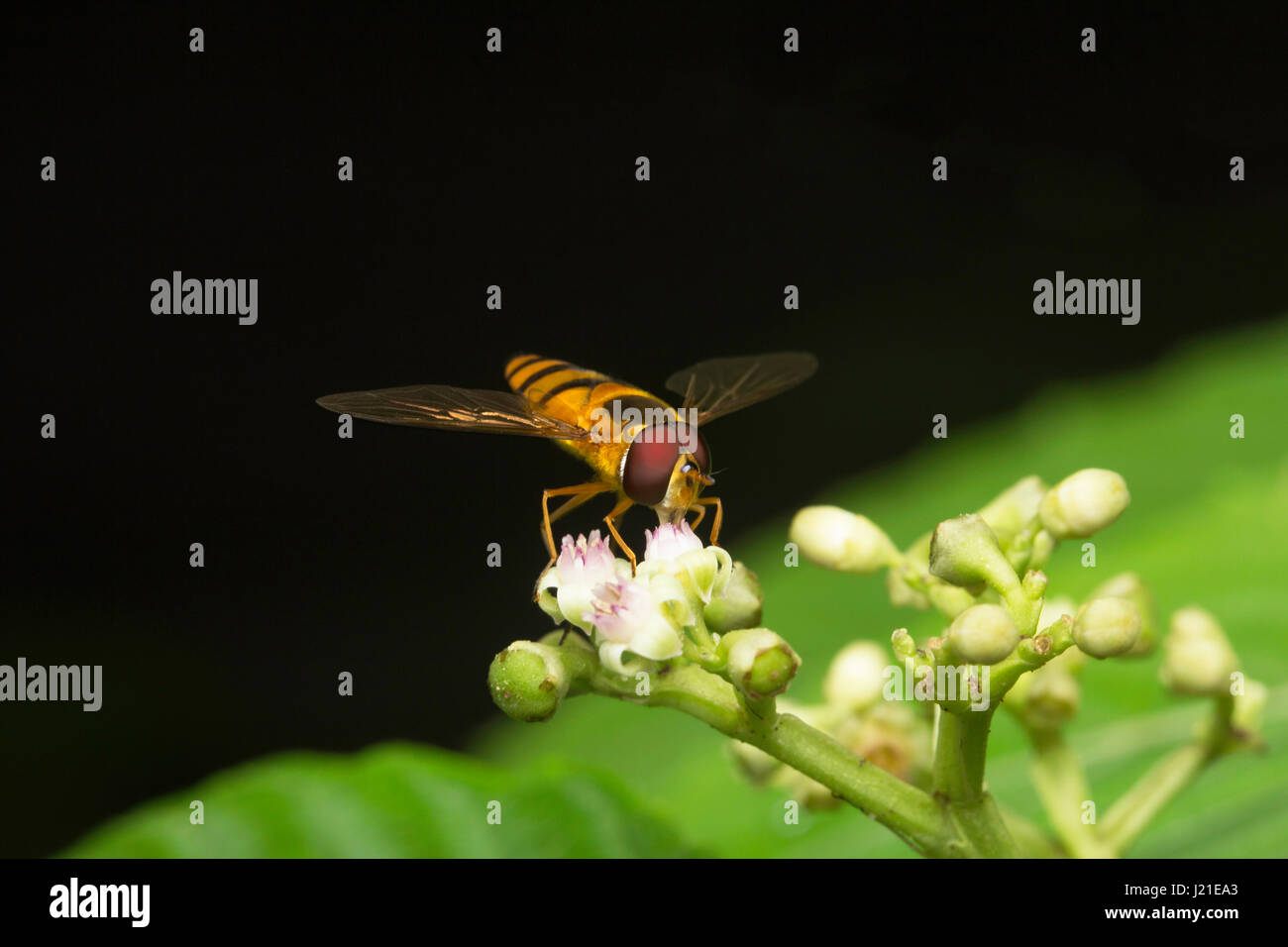 Fly , Unidentified , Aarey Milk Colony , INDIA. Flies belong to their