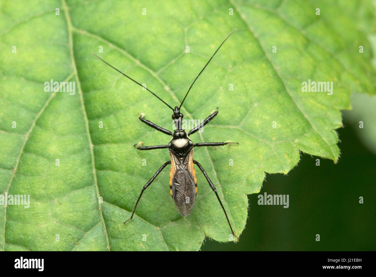 Insect Genus Sphedanolestes, Aarey Milk Colony , INDIA. Stock Photo