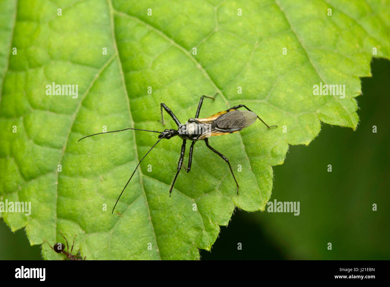 Insect Genus Sphedanolestes, Aarey Milk Colony , INDIA. Stock Photo