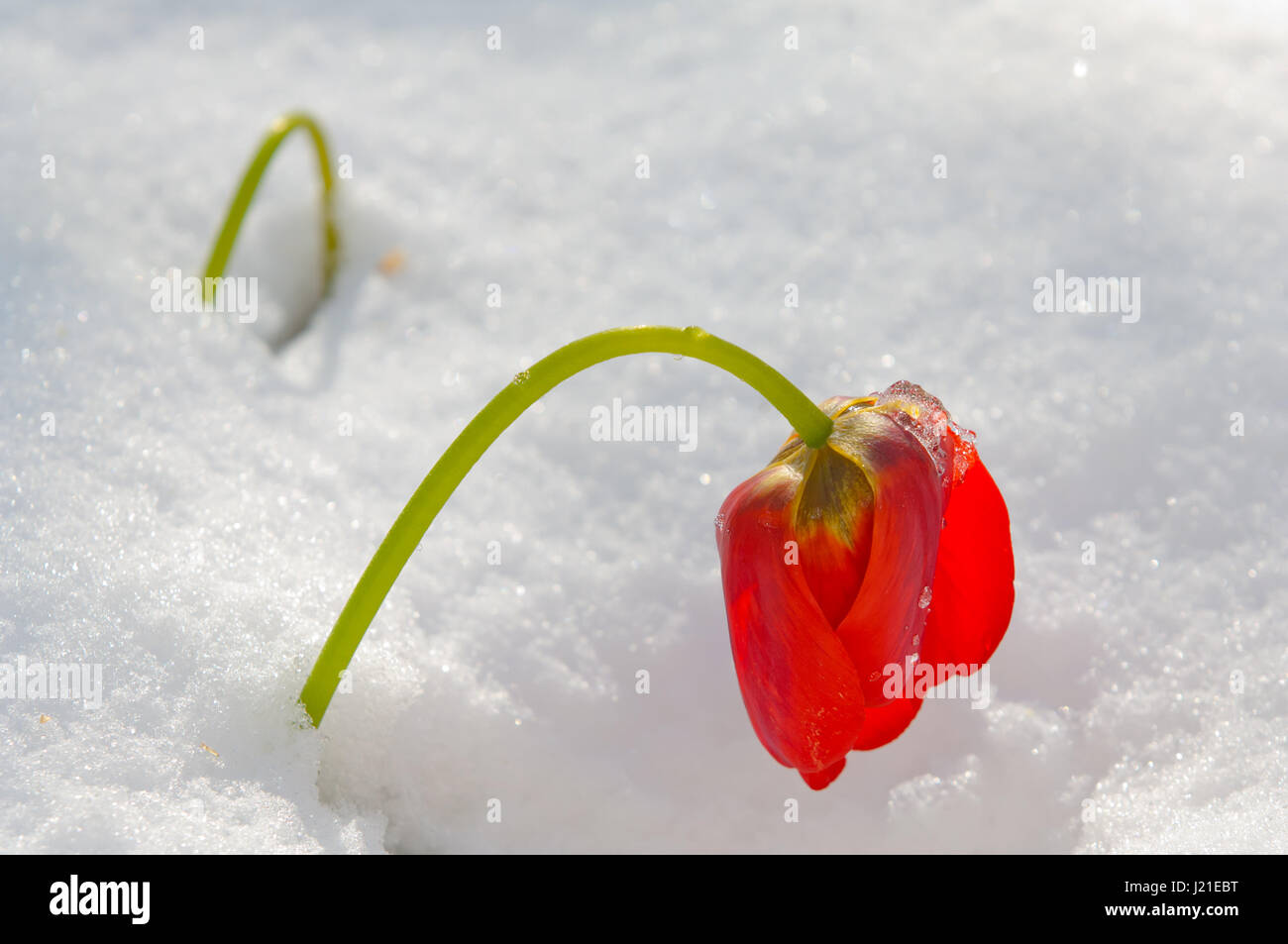 Red tulip flower in snow, sunny, morning shot Stock Photo