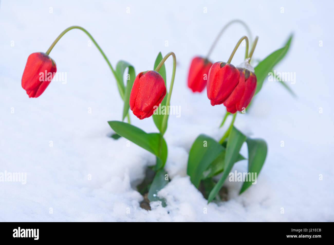 Red tulip flower in snow, sunny, morning shot Stock Photo