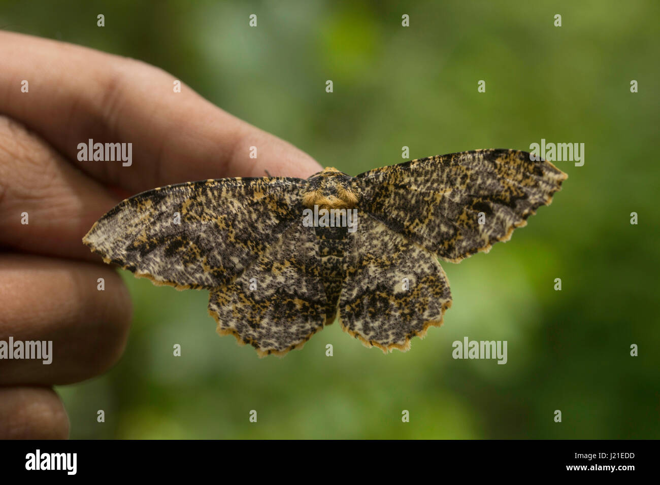 Moth , Aarey Milk Colony , INDIA. The moths are among the most widely studied lepidopterans in the world Stock Photo