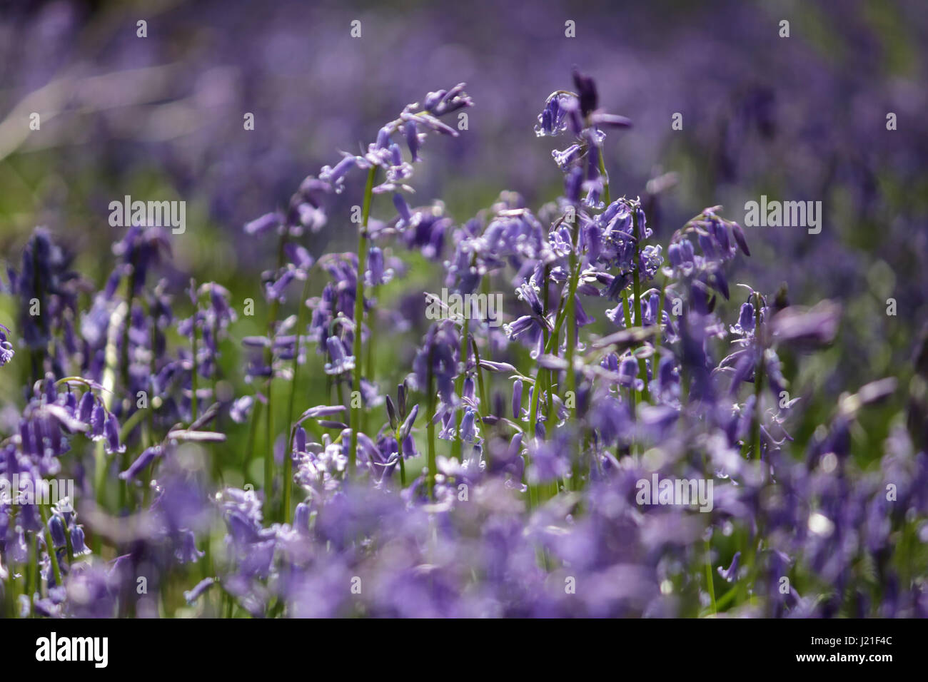 Effingham Surrey, UK. 23rd Apr, 2017. The bluebells are at their peak