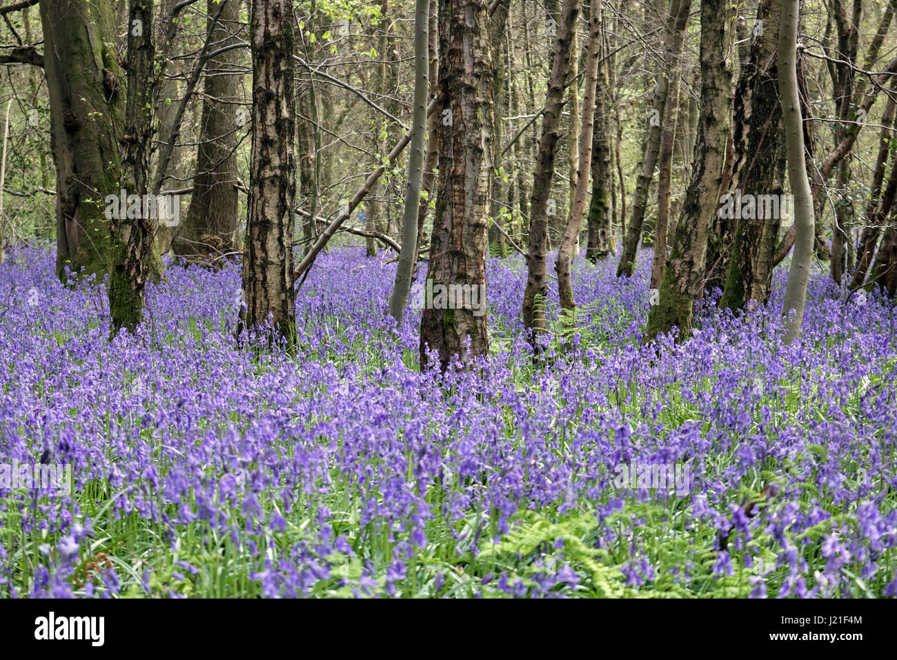 Effingham Surrey, UK. 23rd Apr, 2017. The bluebells are at their peak