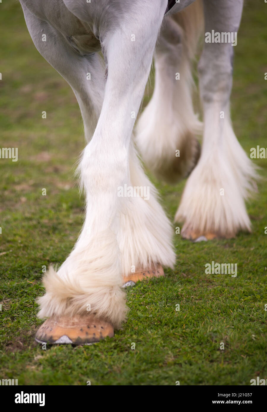 White fetlocks hires stock photography and images Alamy