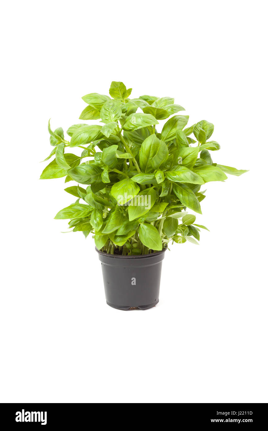 basil in a pot, isolated on white background Stock Photo - Alamy