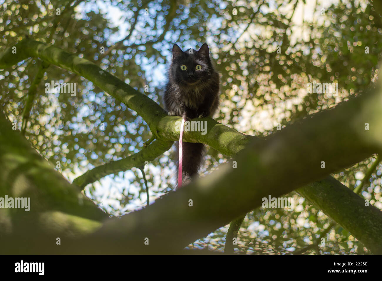Black long-haired cat on leash climbing tree. Pet cat being taken for exercise on pink lead, with bright yellow eyes Stock Photo