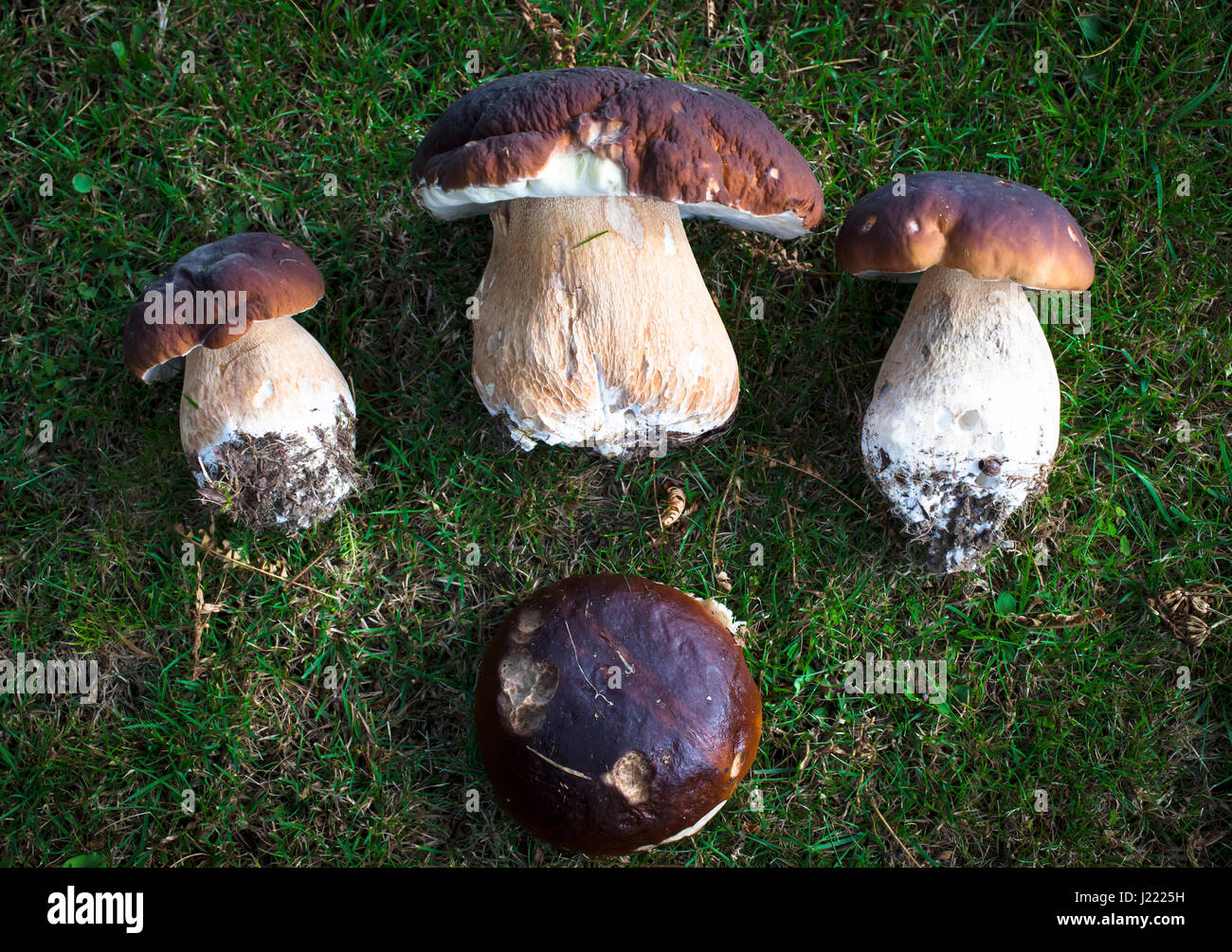 Porcini (Boletus edulis aka King Bolete). Proceeds of a day's foraging