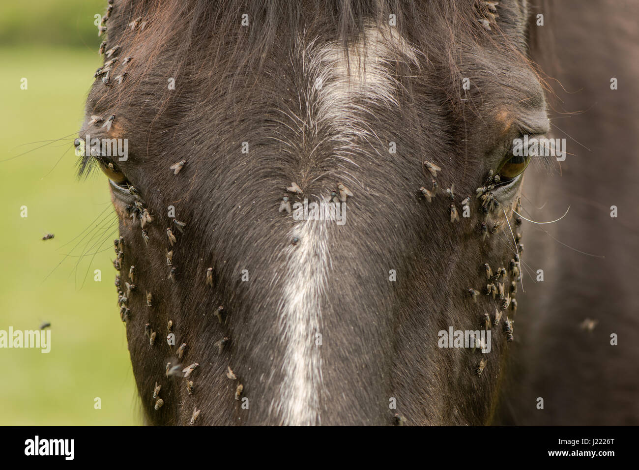 Horse with lots of flies on face and eyes. Brown horse suffering swarm