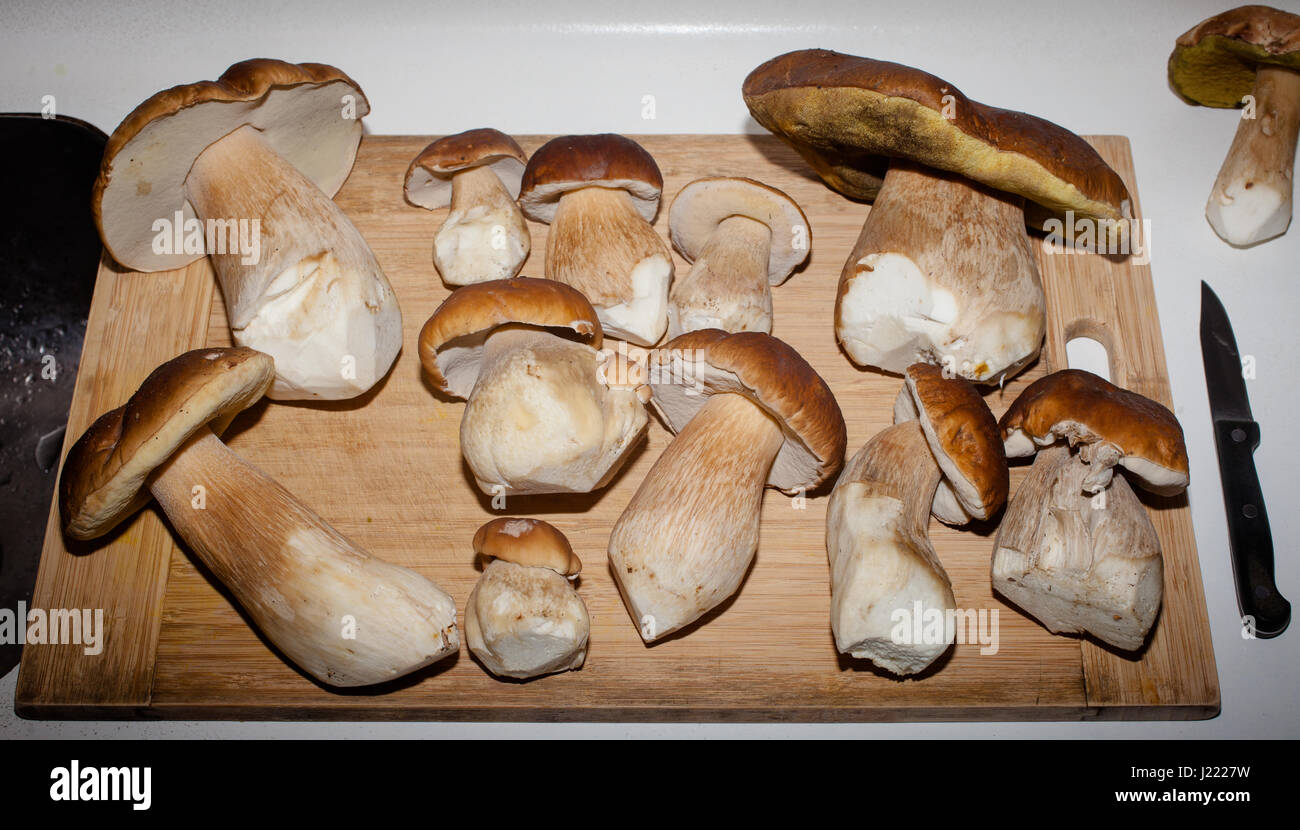 Porcini (Boletus edulis aka King Bolete Stock Photo Alamy