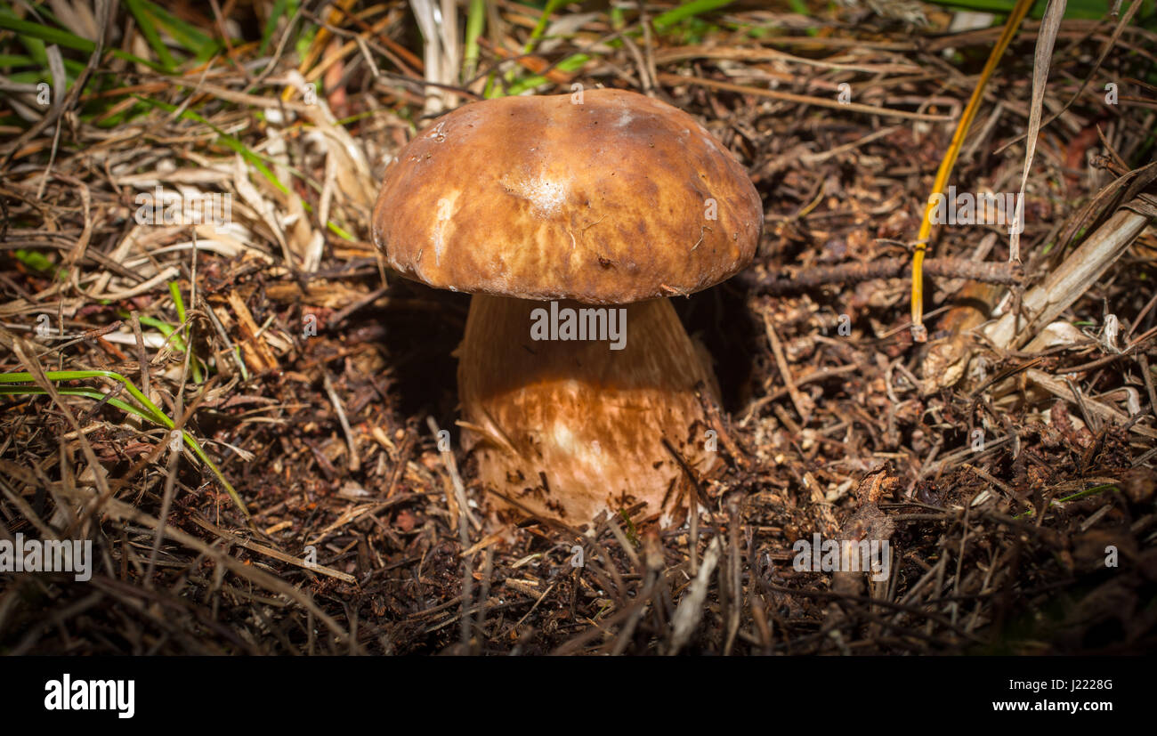 Porcini (Boletus edulis aka King Bolete Stock Photo Alamy
