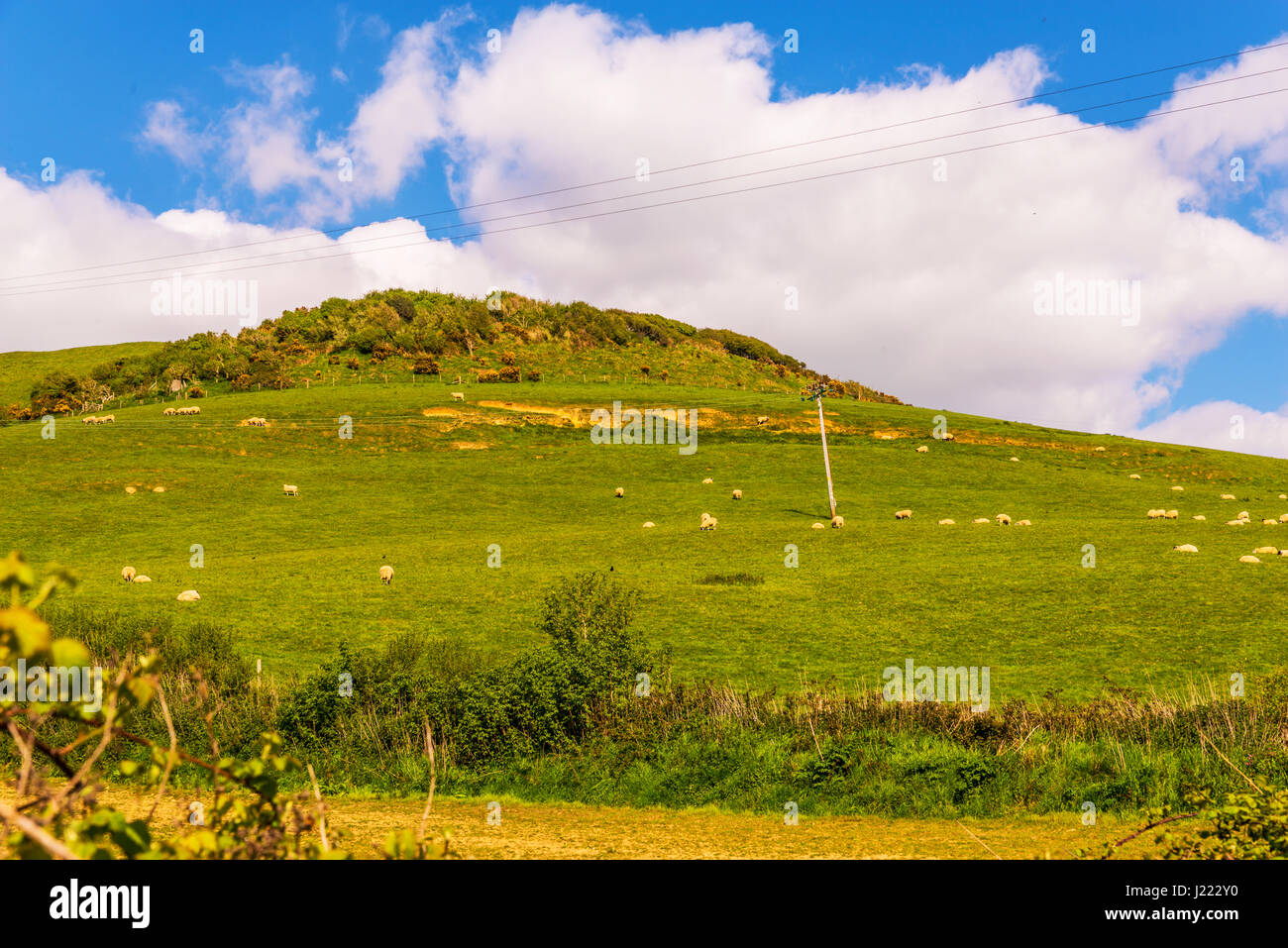 View of a high mountain strewn with green grass, a flock of sheep ...