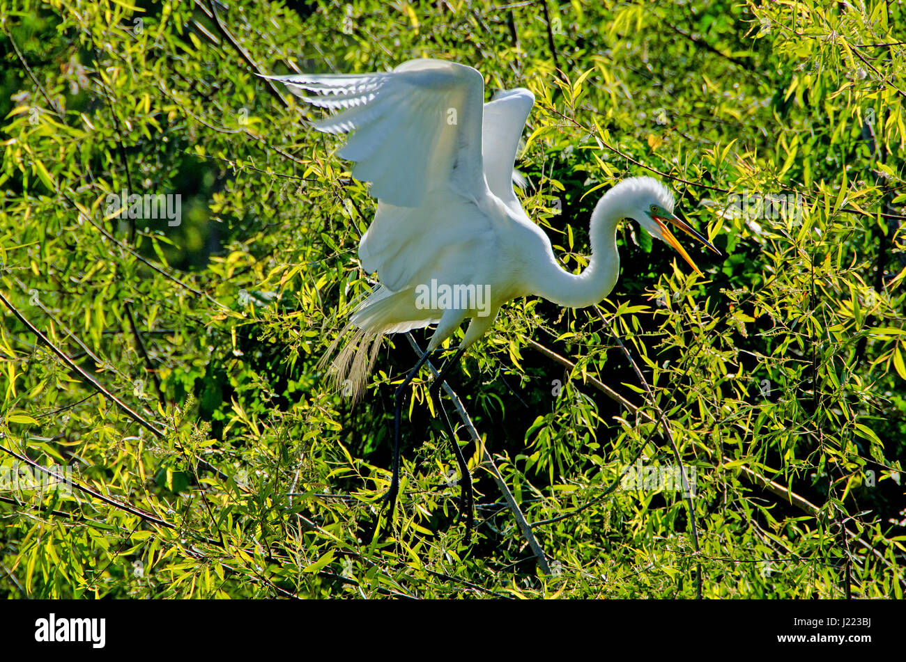 Great white egret chases away intruder near its nest in rookery on Hilton Head Island, South Carolina. Stock Photo