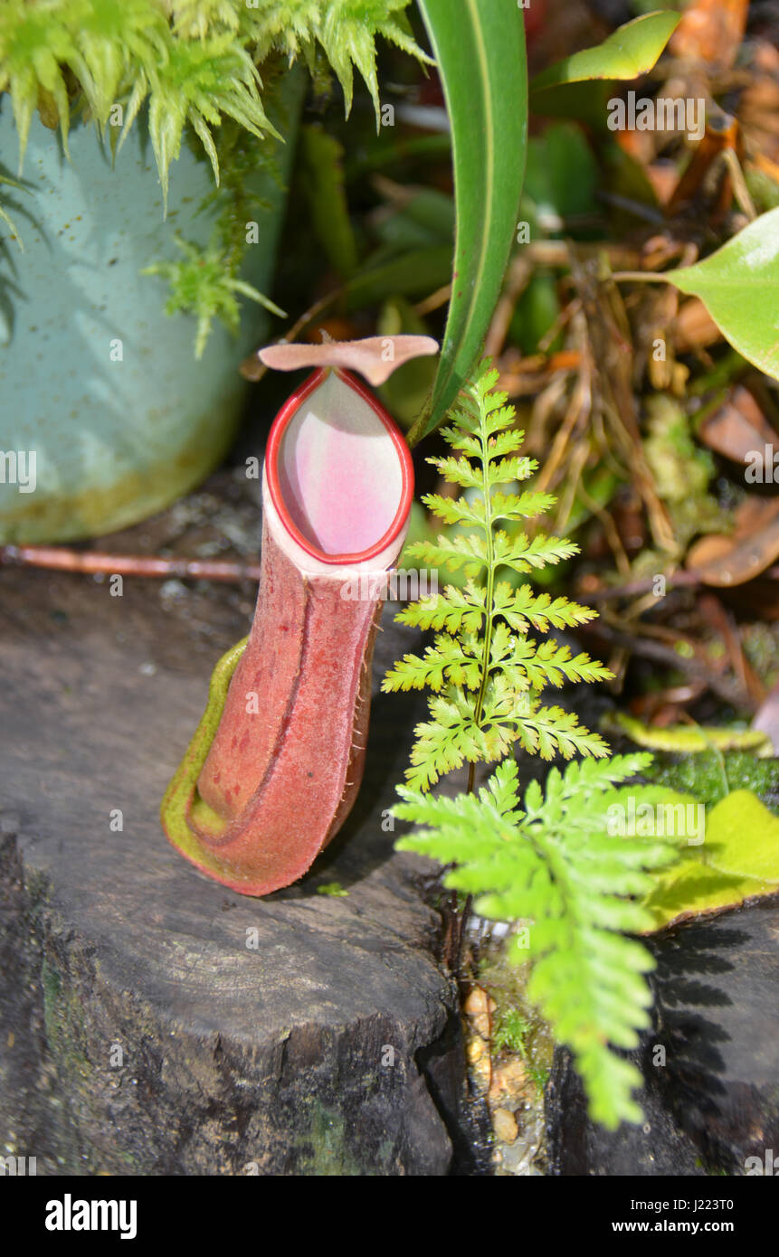 Pitcher plant species hi-res stock photography and images - Alamy